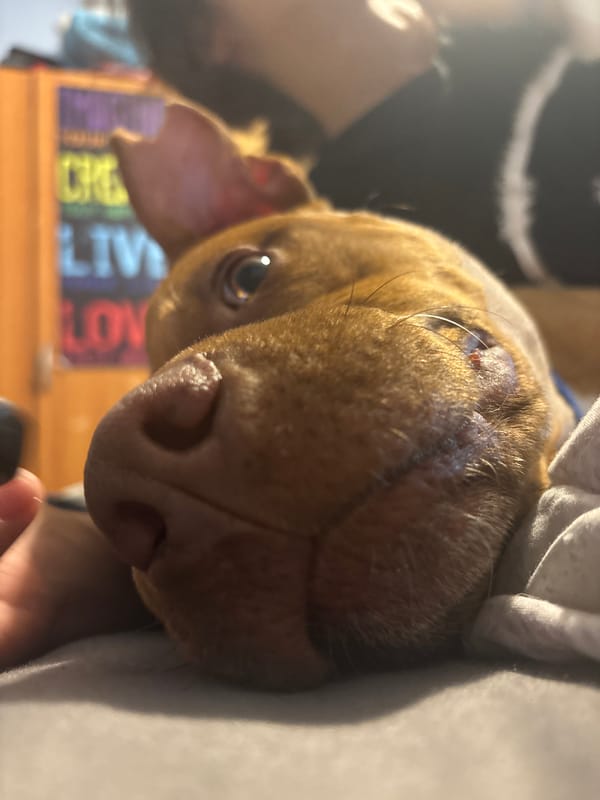Brown dog photographed in intimate close-ups in Sofia