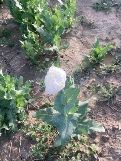 Plants growing in dry soil documented in garden area