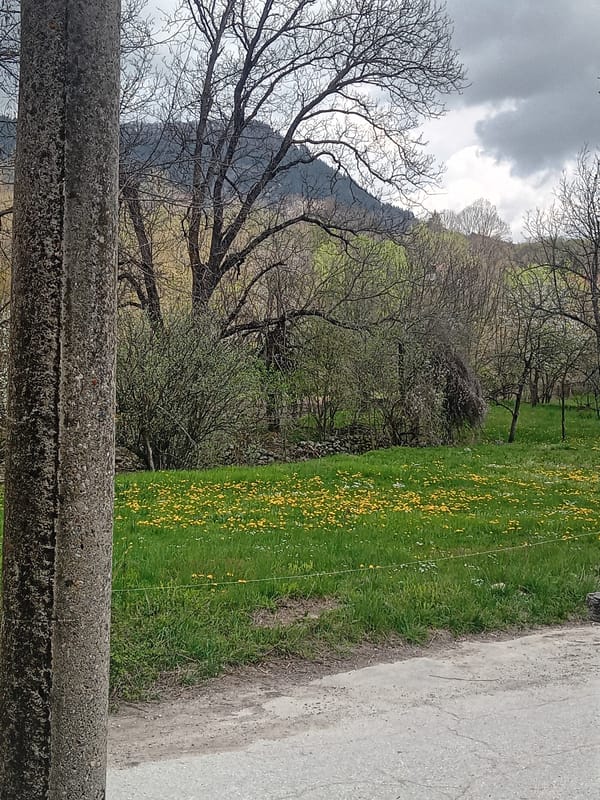 Spring flowers bloom in rural gardens under cloudy skies