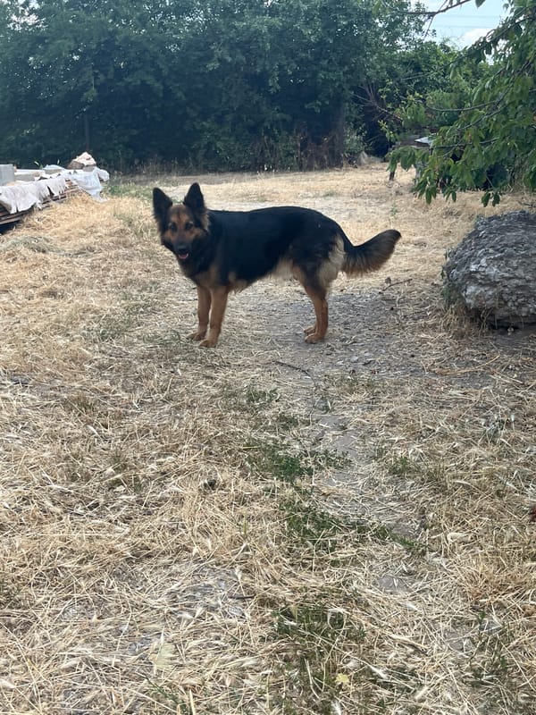 Dogs and blackberry blossoms in a dry Dnipro backyard