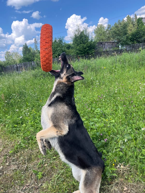 Pack of dogs goes all-in on toy time in a Nizhny Tagil yard