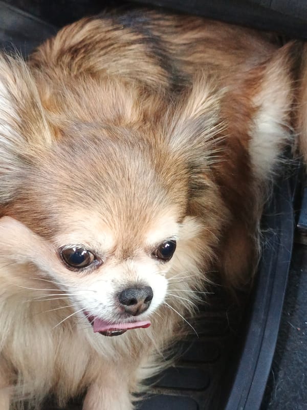 Long-haired chihuahua face, tongue out, Medvedyovka