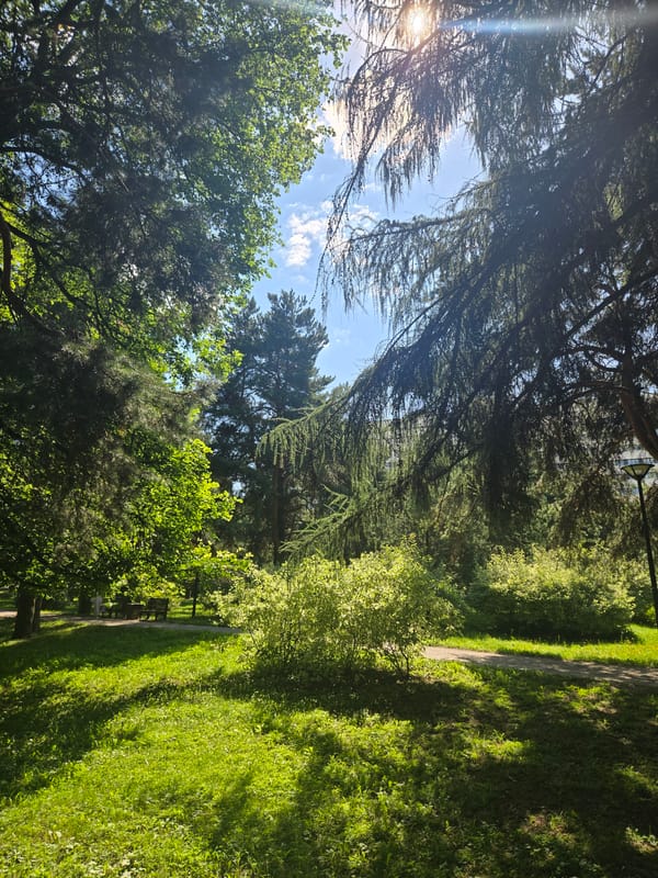 Summer morning in a Moscow park, greenery and garden details