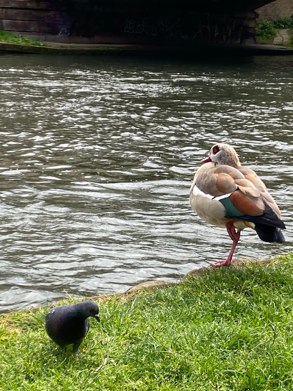 Wildlife spotted along Strasbourg canal banks amid spring scenery