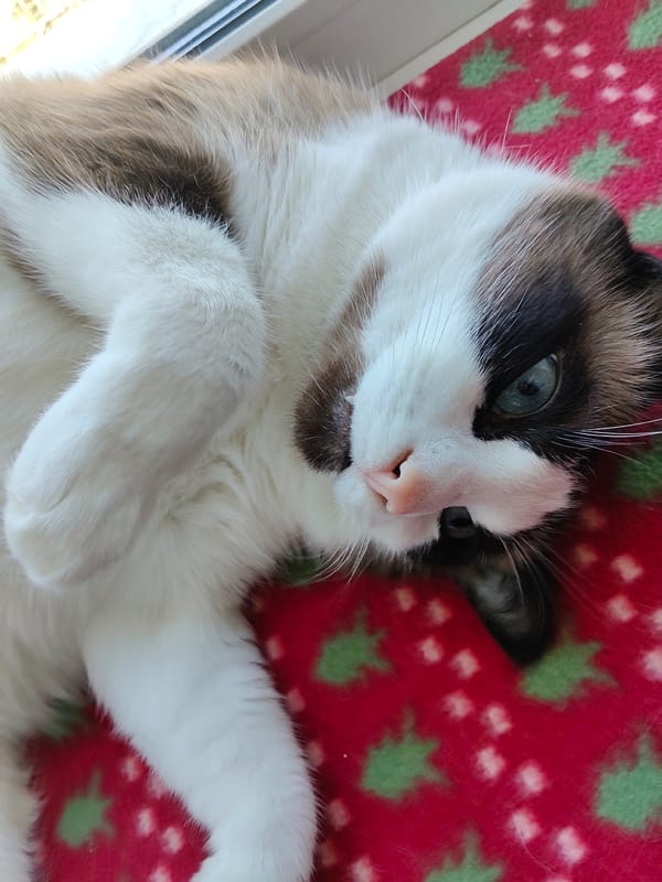 Ragdoll cat photographed resting indoors in Saint Petersburg