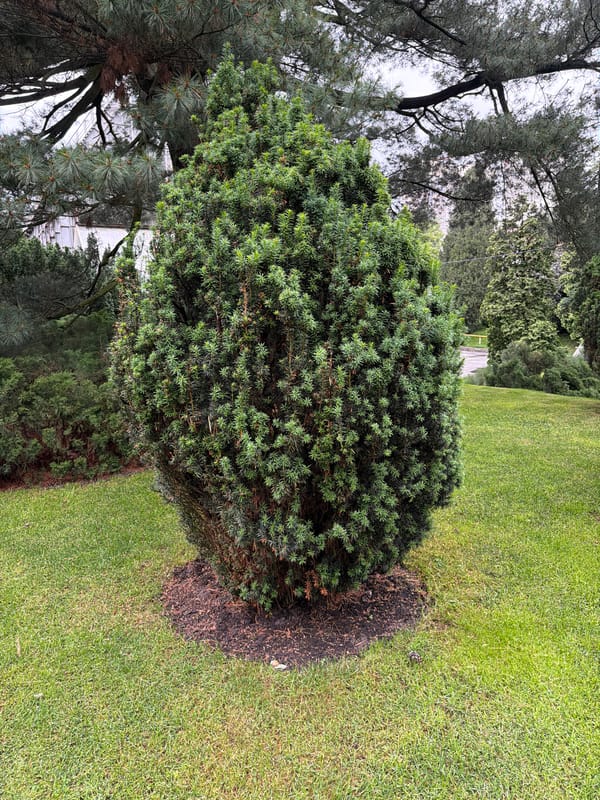 Kyiv gardens documented in post-rain botanical survey