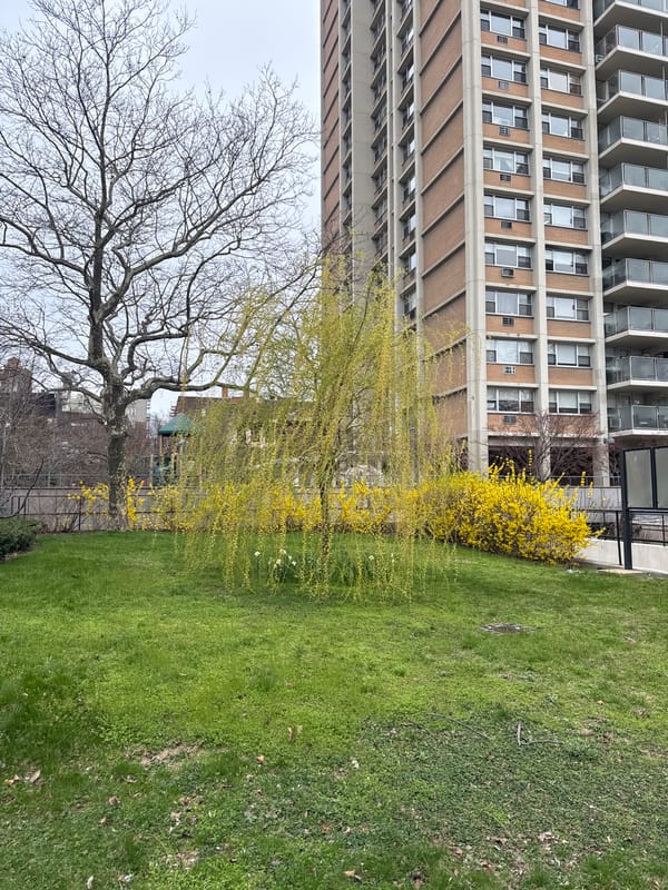 Spring evening snapshots across NYC neighborhoods