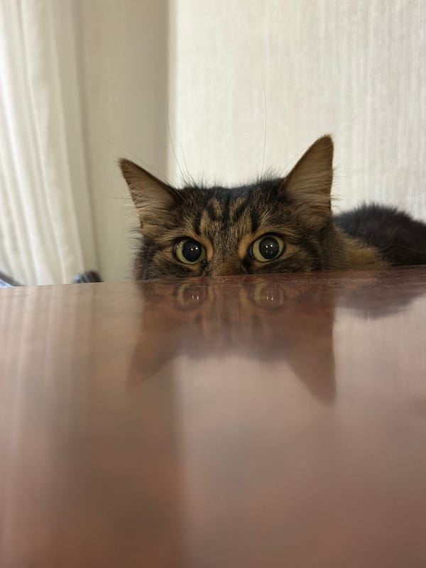 Evening domestic scenes feature cats and flower arrangements