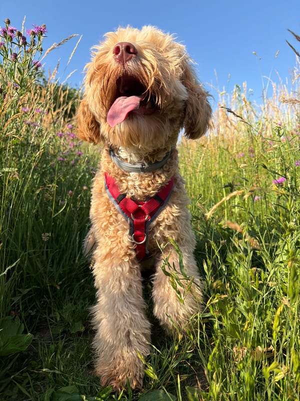 Curly dog explores a wildflower meadow in Poing on a sunny morning