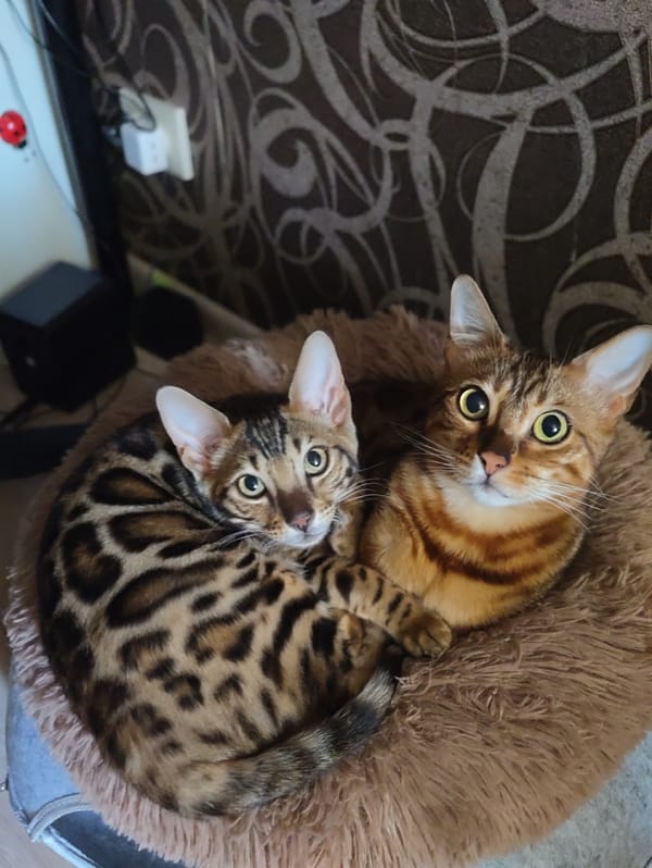 Two Bengal cats resting together on a cozy indoor bed