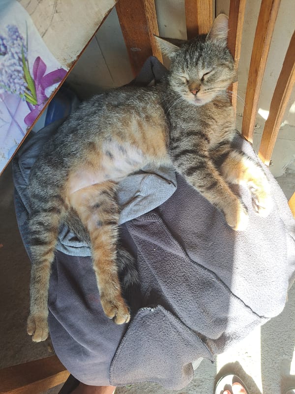 Lazy afternoon with a tabby cat in Vypasne