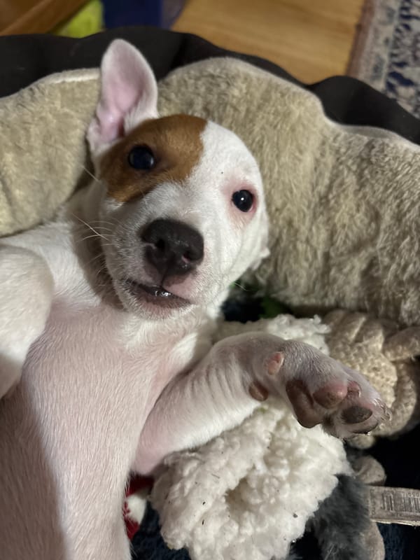Puppy photographed relaxing in dog bed in Bansko