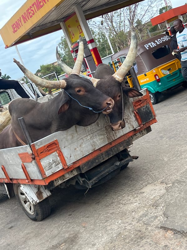 Cattle transport observed on truck in Jos, Nigeria