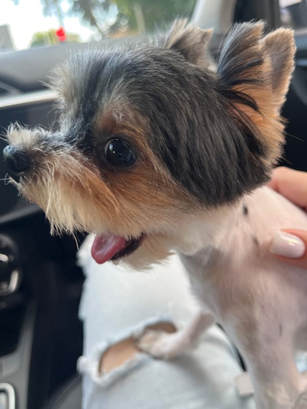 Yorkie mix out for a ride and fresh air in Sochi