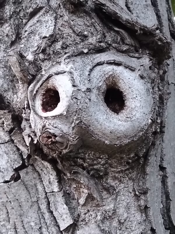 Evening nature walk documented in Biliaivka, Ukraine captures local details