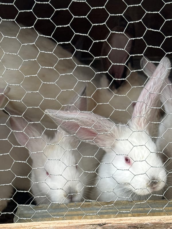 Rural Bulgaria scenes: caged rabbits, heart pavement marking, spring sky