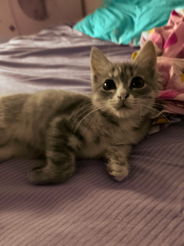 Lazy afternoon in Karaganda: kitten, bare feet, scorpion tattoo