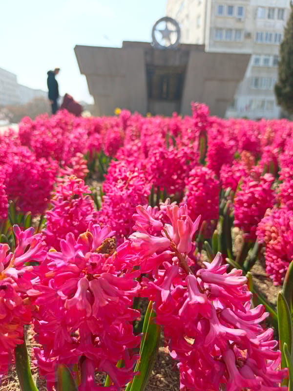 Spring blooms and urban scenes documented across Sevastopol
