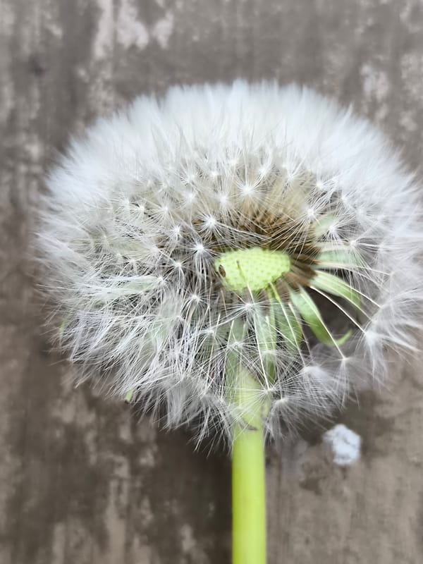 Garden macro photography session documented in Dercekliai, Lithuania