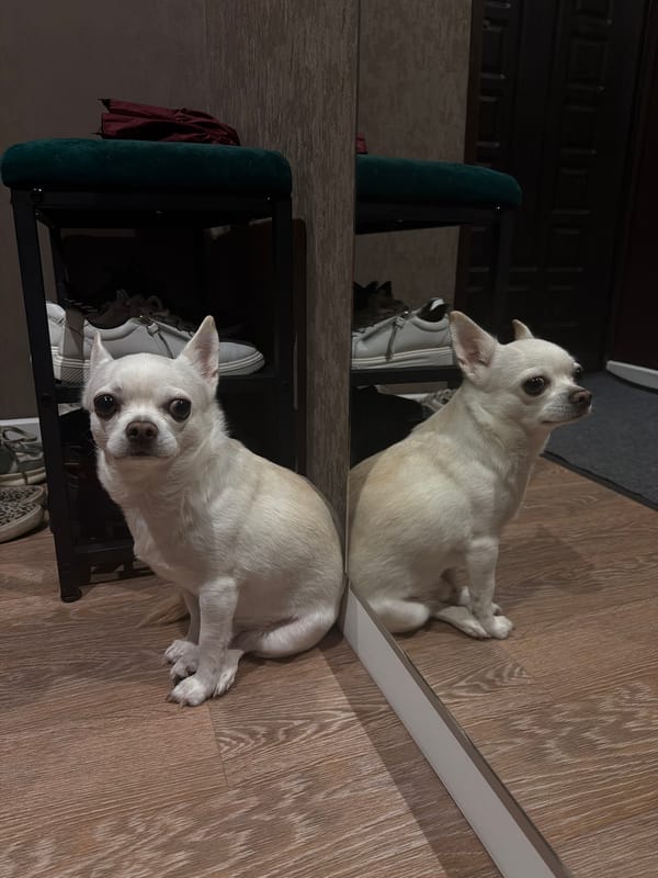 Morning domestic moments with Chihuahua documented in Birobidzhan