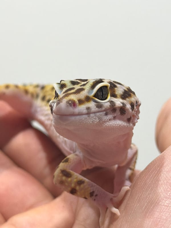 Pet owner documents leopard gecko and Scottish Fold cat