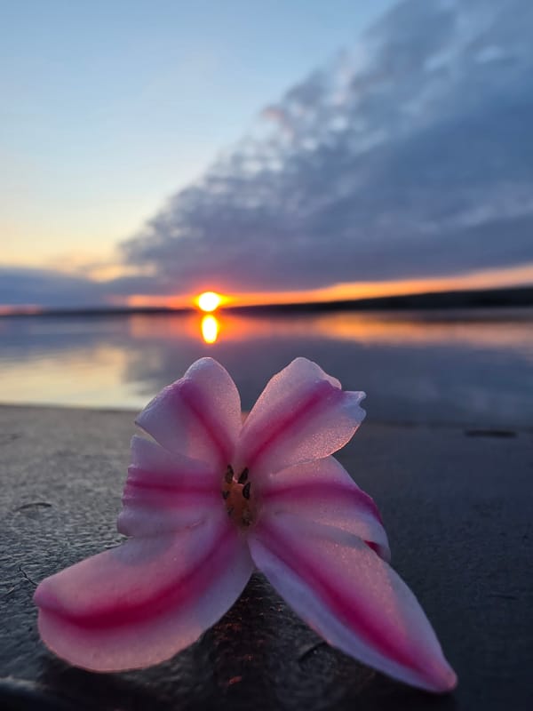 Sunset captured over waterfront with flower detail, May 2026