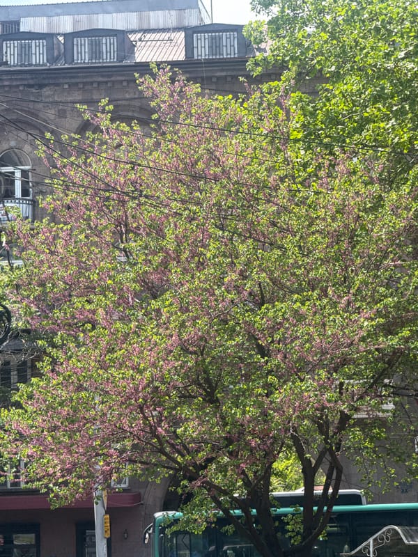 Spring flowers and plants spotted across Yerevan Armenia