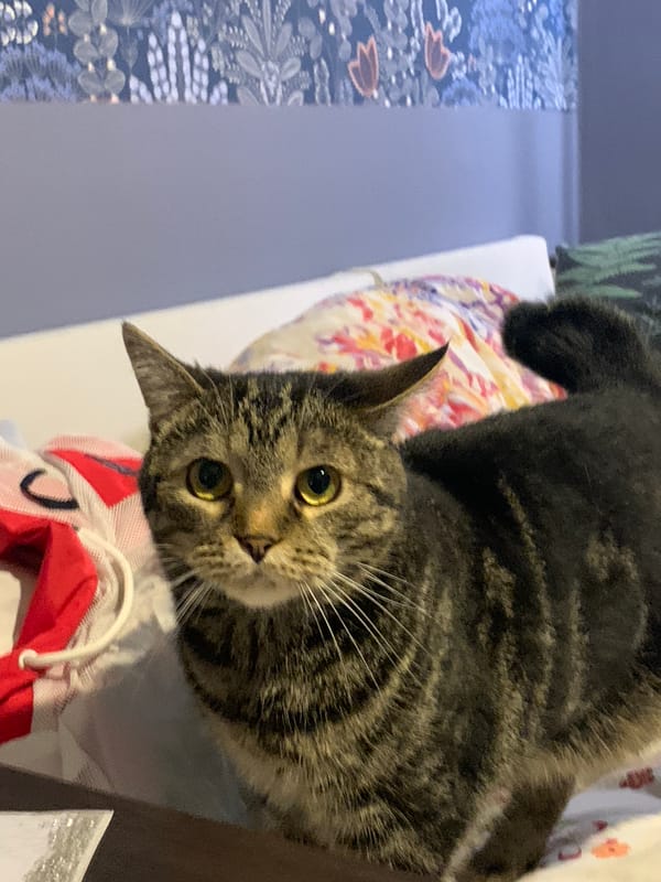 Tabby cat explores apartment rooms during afternoon photo session