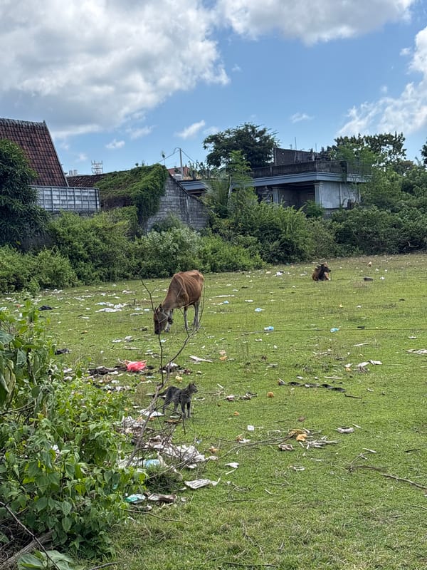 Cattle graze in littered field in Kuta Selatan
