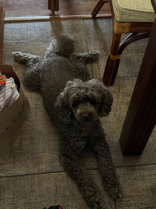 Gray poodle rests on floor in Krasnoyarsk home