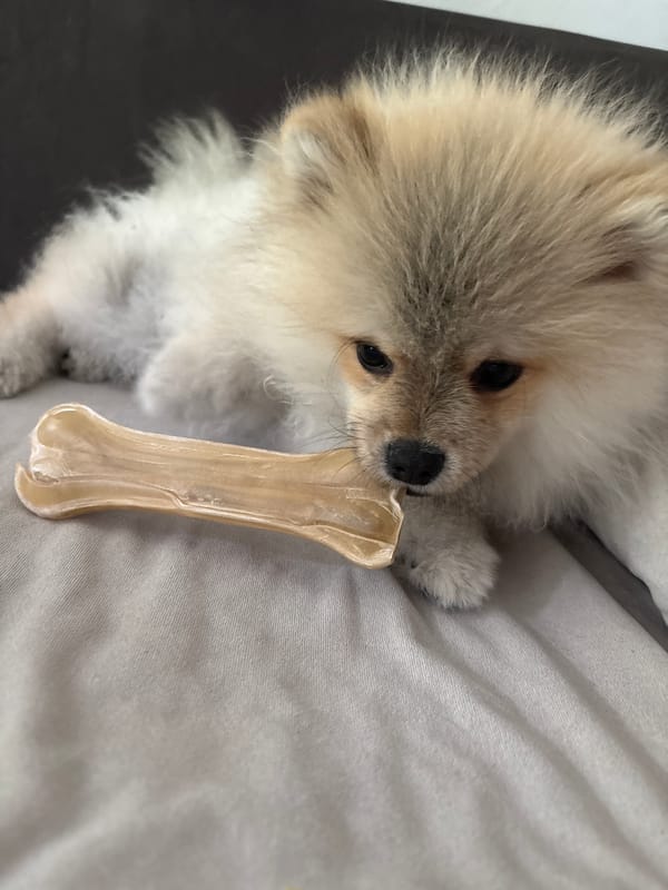 Pomeranian dog relaxes with chew toy on furniture in Bulgaria