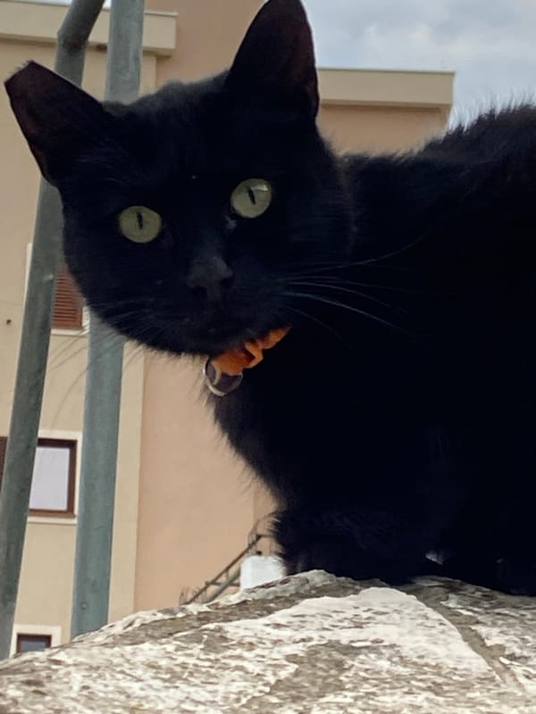 Casual street life documented across Budva, Montenegro afternoon