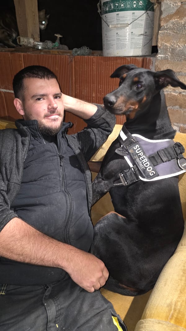 Nighttime pet moments captured in residential outdoor settings