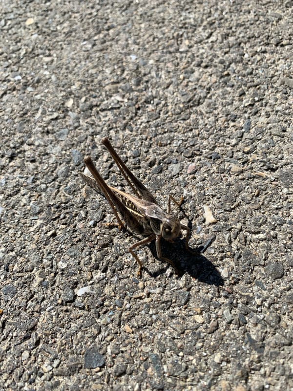 Grasshoppers on cracked asphalt in Kropotkin, Russia