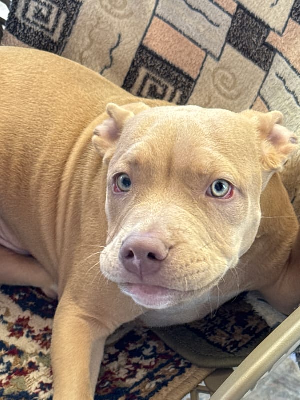 Puppy receives attention from two people in Kyrgyzstan home