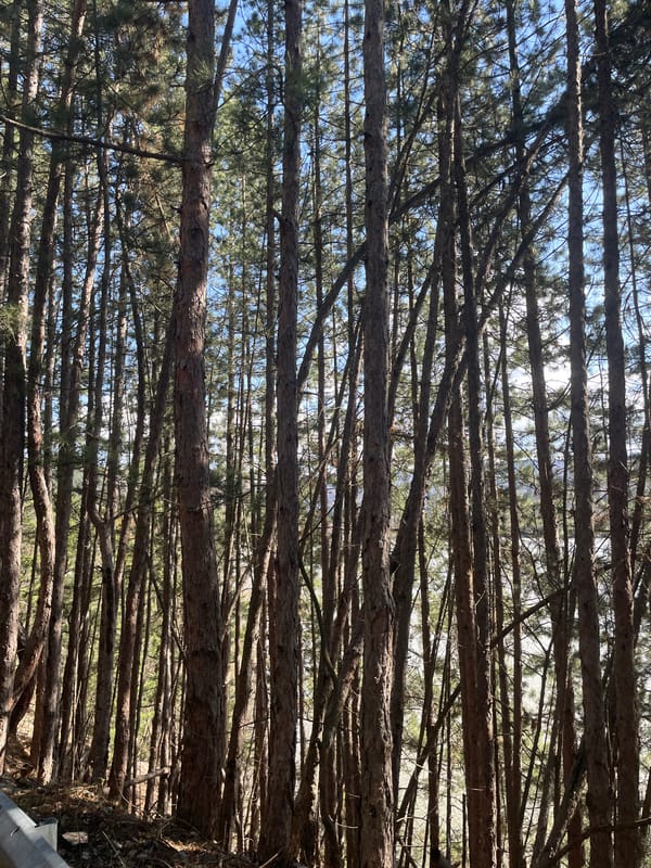 Nature walk documented through Pancharevo forests and lakeside areas