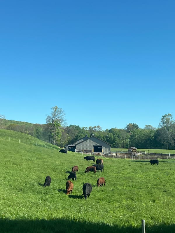 Rural Highland countryside documented during midday travel