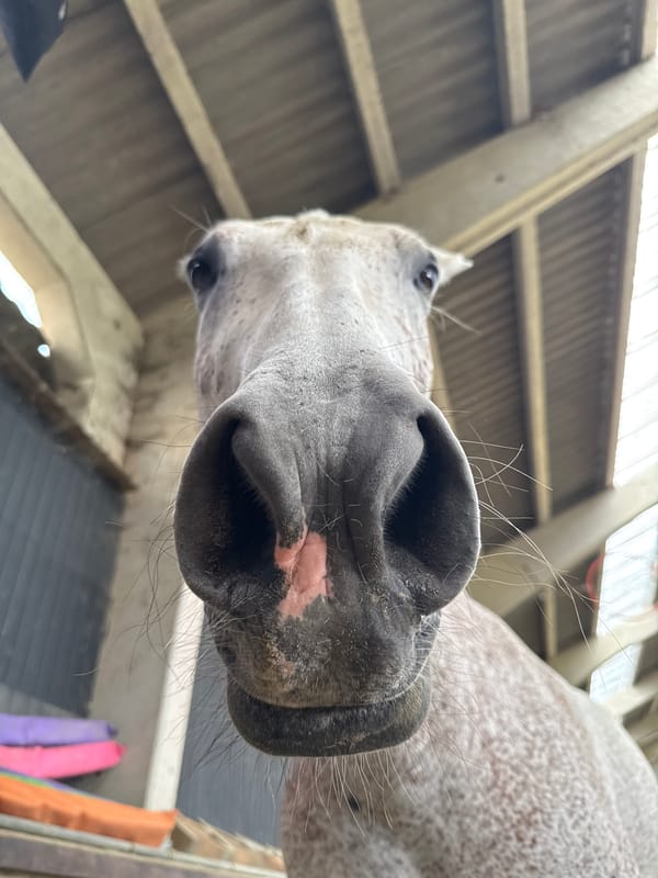 Dapple grey horse investigates a saddle pad in Belgian riding arena