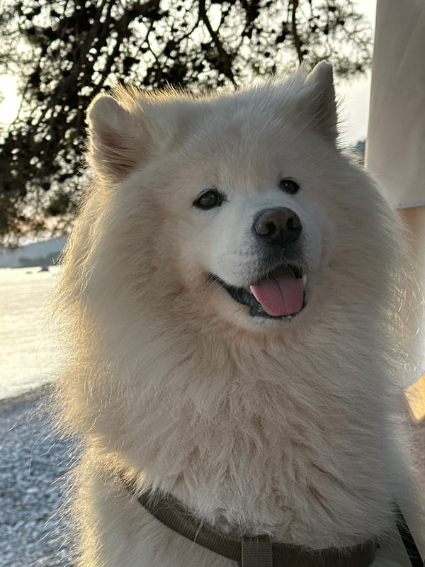 Samoyed dog and owner share coffee moment at Montenegro beach