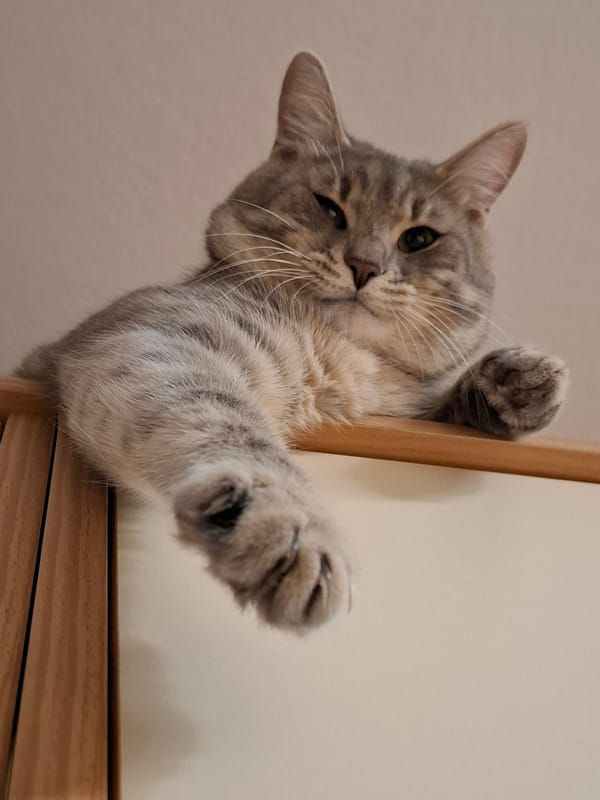 Tabby cat photographed in multiple poses in Novi Sad