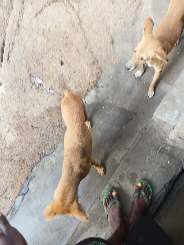 Mixed everyday moments: dogs, cartoon character, residential rooftops documented