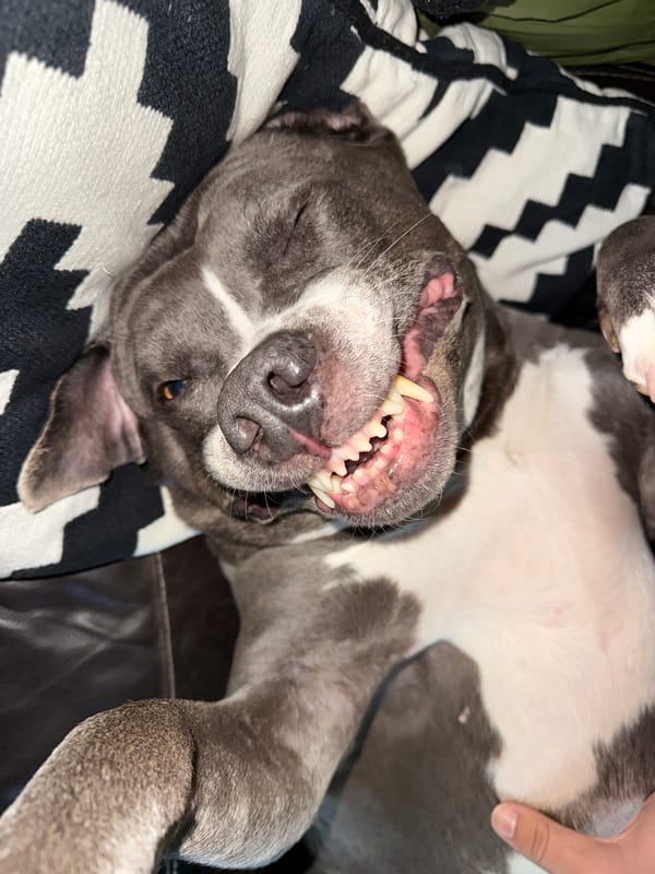 Pit bull relaxes upside down on couch in Luxembourg