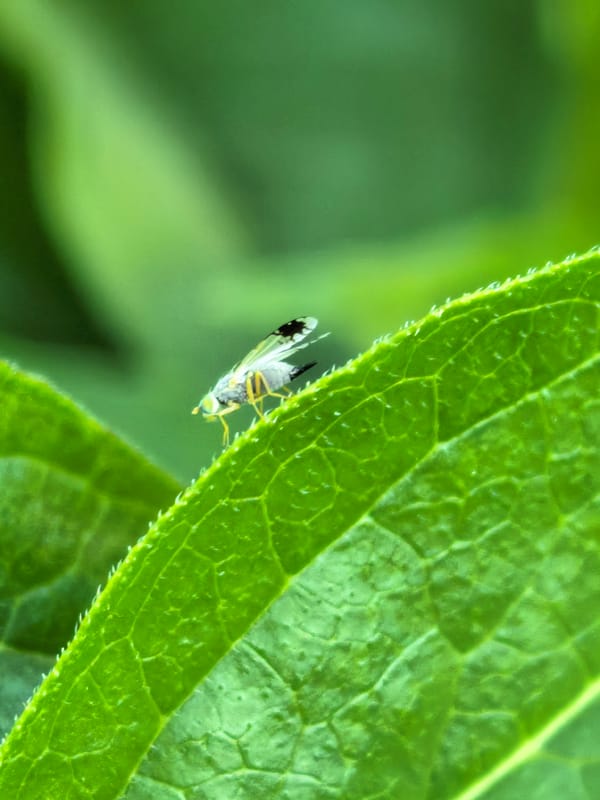 Macro garden session: flowers, foliage, and a resting fly
