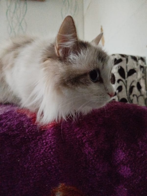 Cats rest on colorful blankets in late-night domestic scene