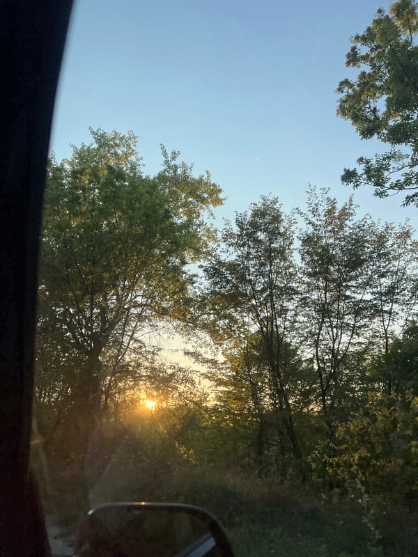 Tree canopy views documented near Markovo, Bulgaria