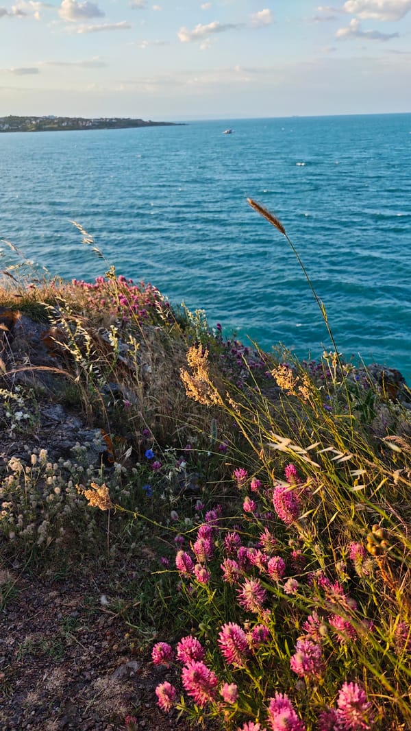 Wildflowers bloom on Black Sea cliffs near Sozopol, Bulgaria