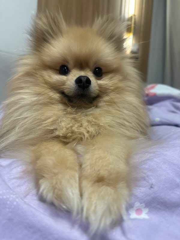 Pomeranian dog photographed resting on purple bedding in Votkinsk