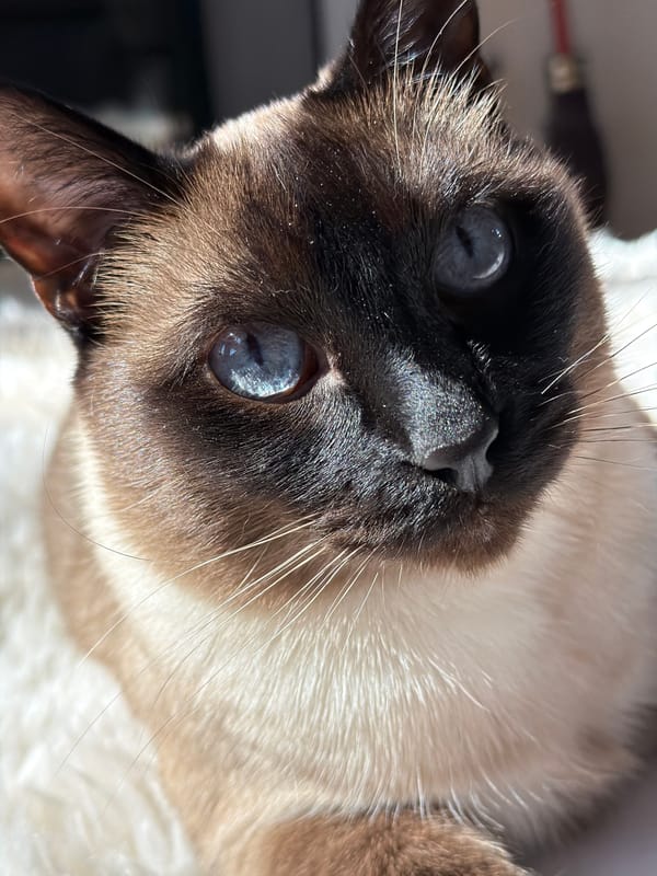 Siamese cat photographed with art supplies in Russian home