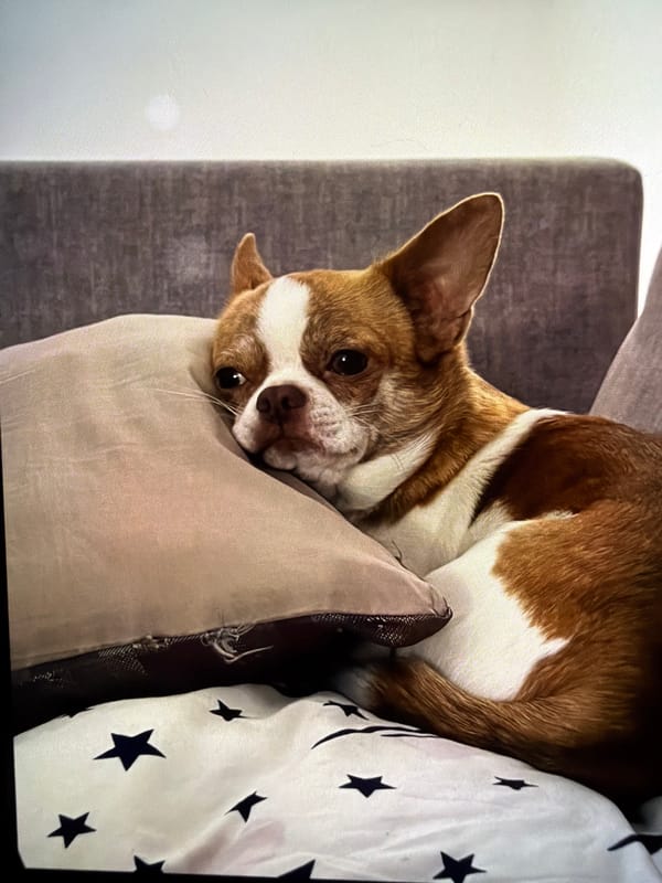 Chihuahua's quiet domestic moments captured across 41 minutes