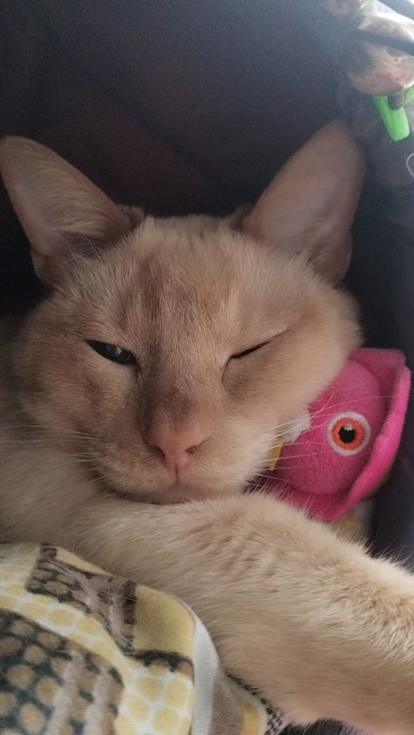 Cat naps and cartoons in a Saint Petersburg apartment